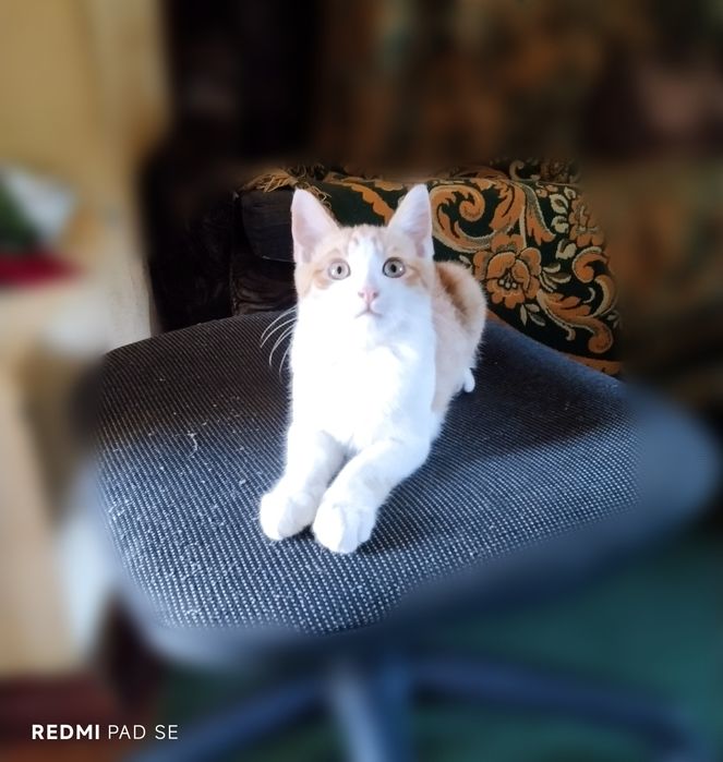 тварини Коти 6 місяців