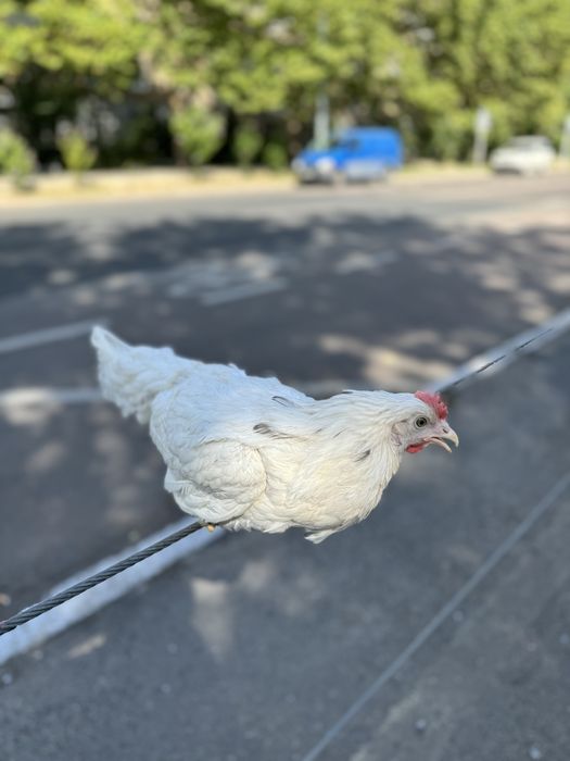 Сенди молодая курочка с первым яйцом