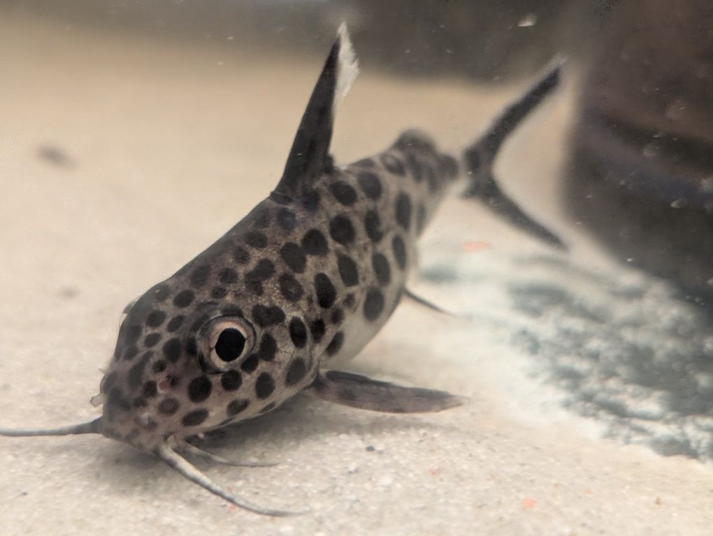 Synodontis multipunctatus