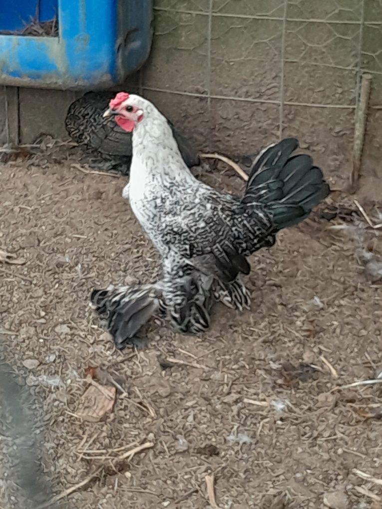 Garnizo muito bonito
