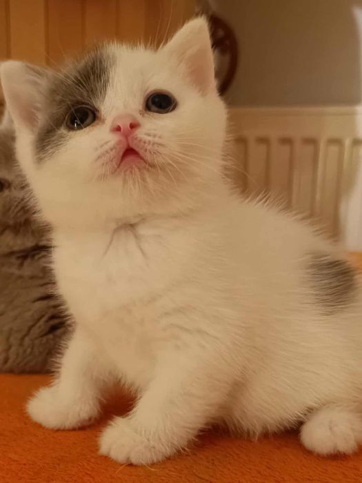 Kocurek brytyjski FPL