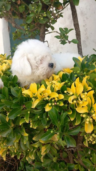 Bichon maltes pequenino macho olhos azuis
