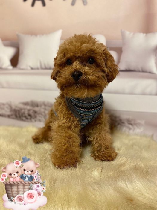 Казковий малюк мальтіпу! Бебі фейс! Мальтипу