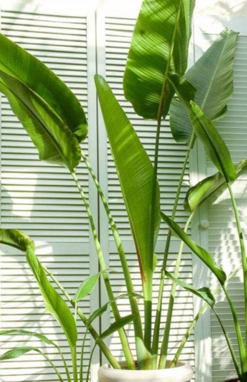 Palmeiras do Viajante Ravenala madagascariensis