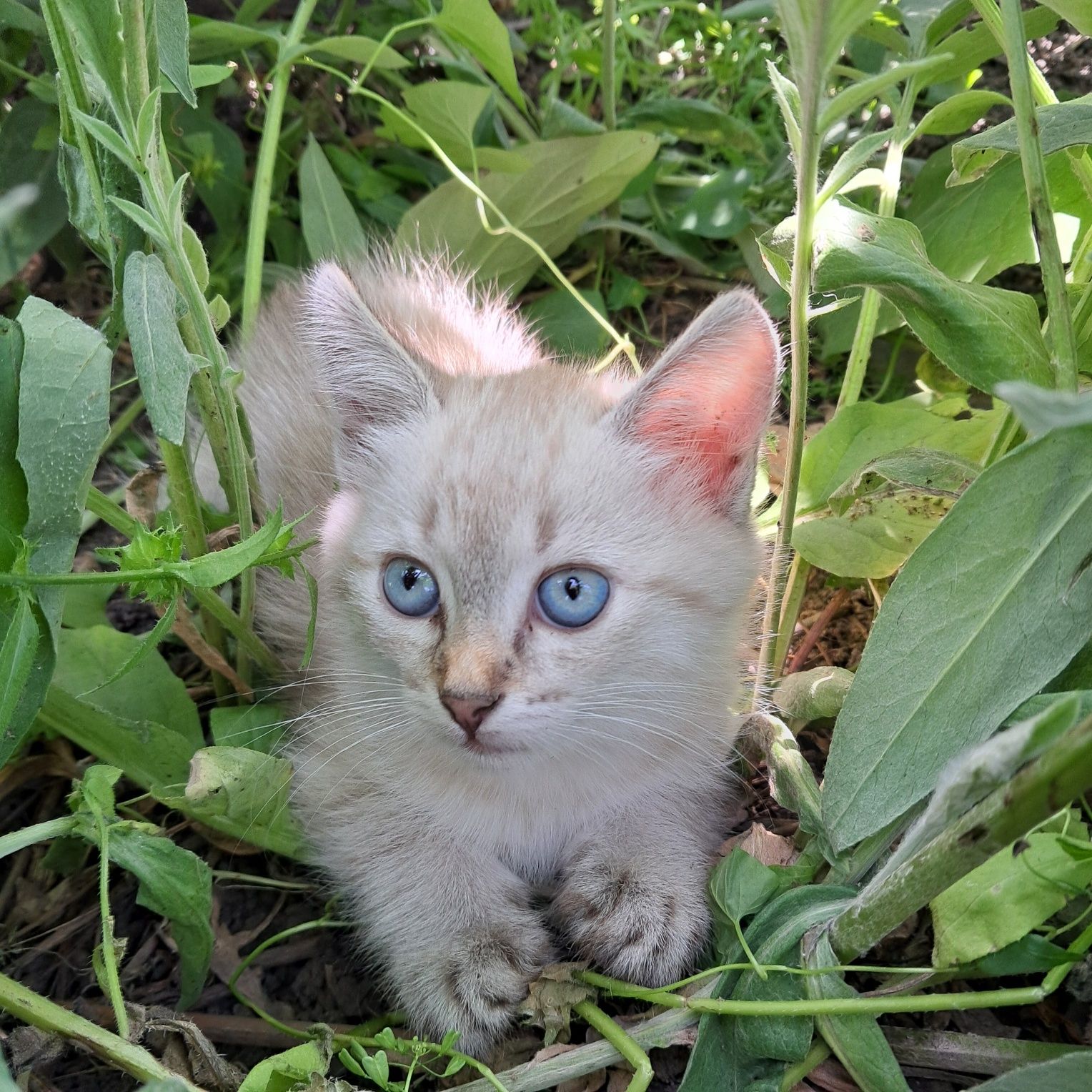 Кошенята маленькі віддам