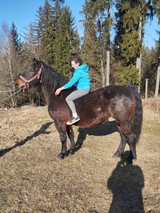 Sprzedam  slaska klacz