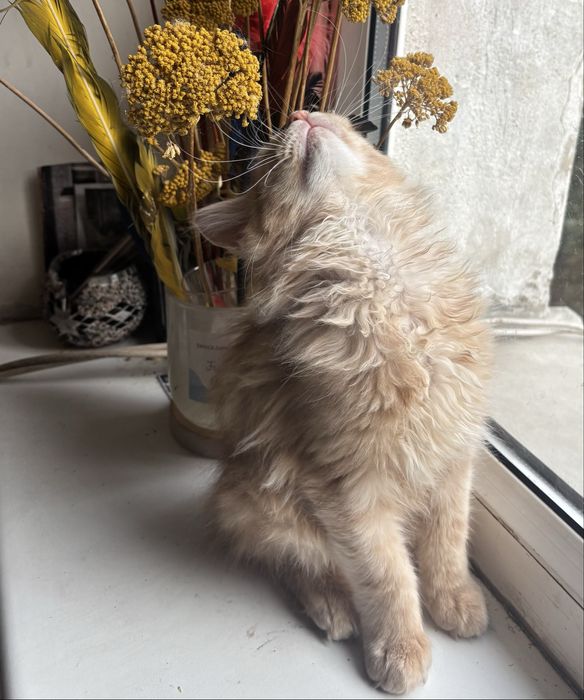 Rudy kremowy kocurek maine coon Fife