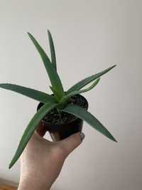 Aloes w doniczce