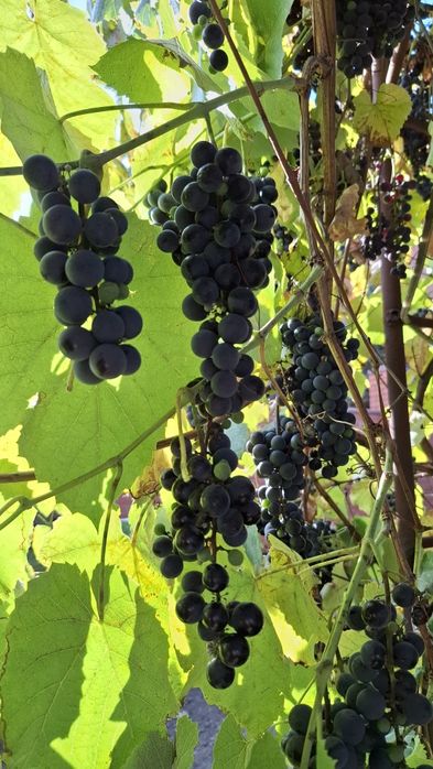 виноград ізабелла, кудрик