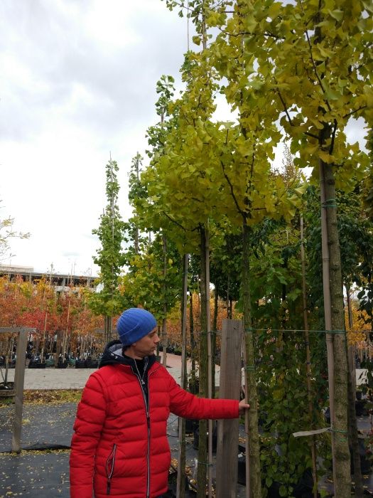 Саженцы дерева Гинкго Билоба Ginkgo Biloba - в наличии 4-8 лет, 120 см
