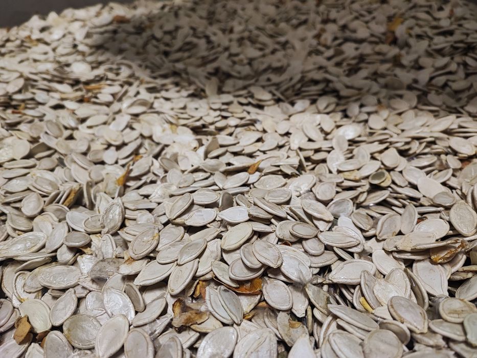 Pestka dyni zwyczajnej