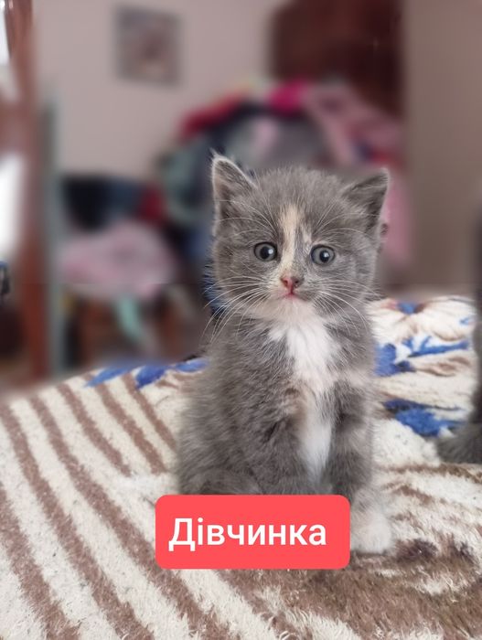 ! терміново, кошенята шукають дім !