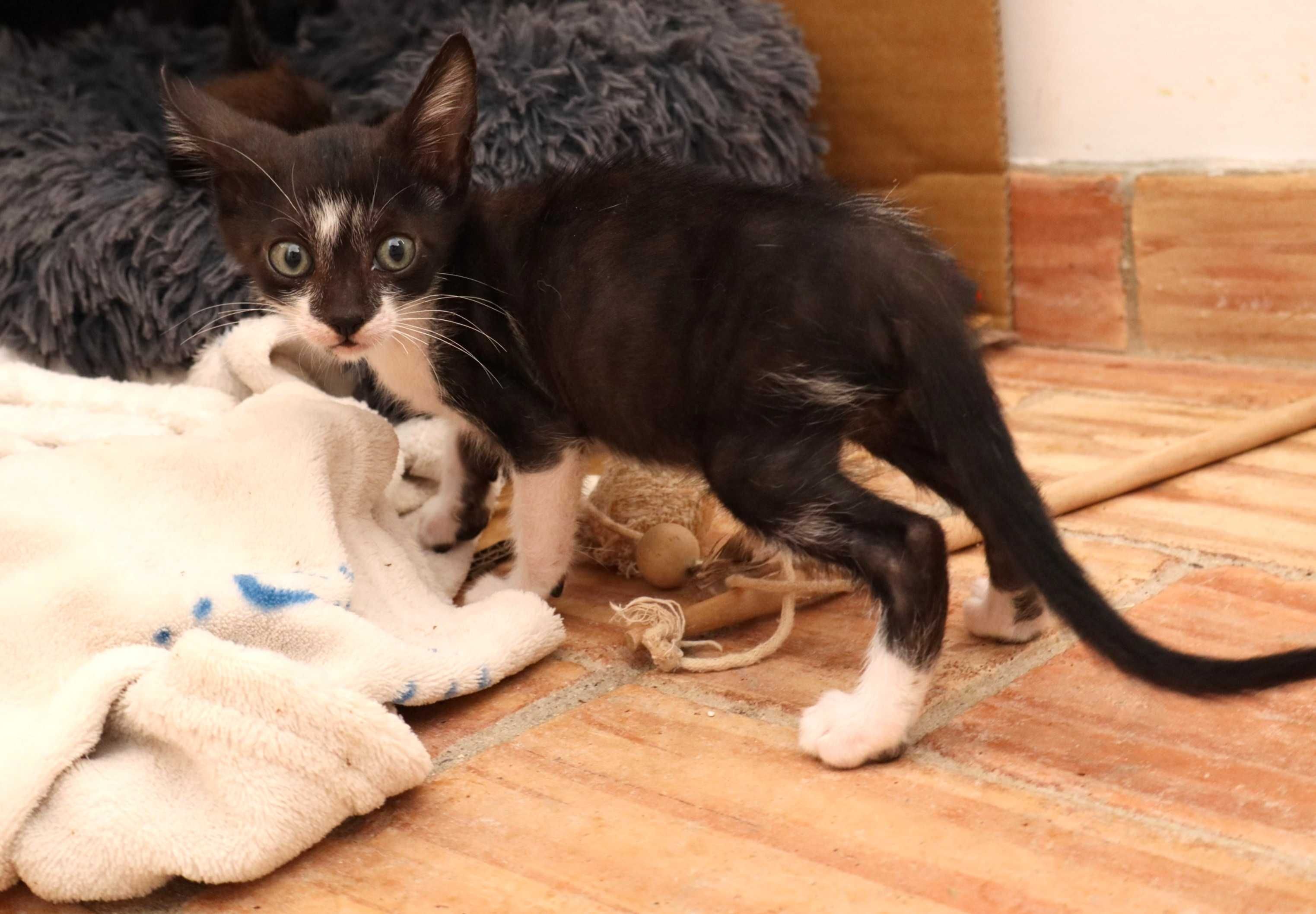 2 Gatinhos à procura de família- Tavira (Algarve)