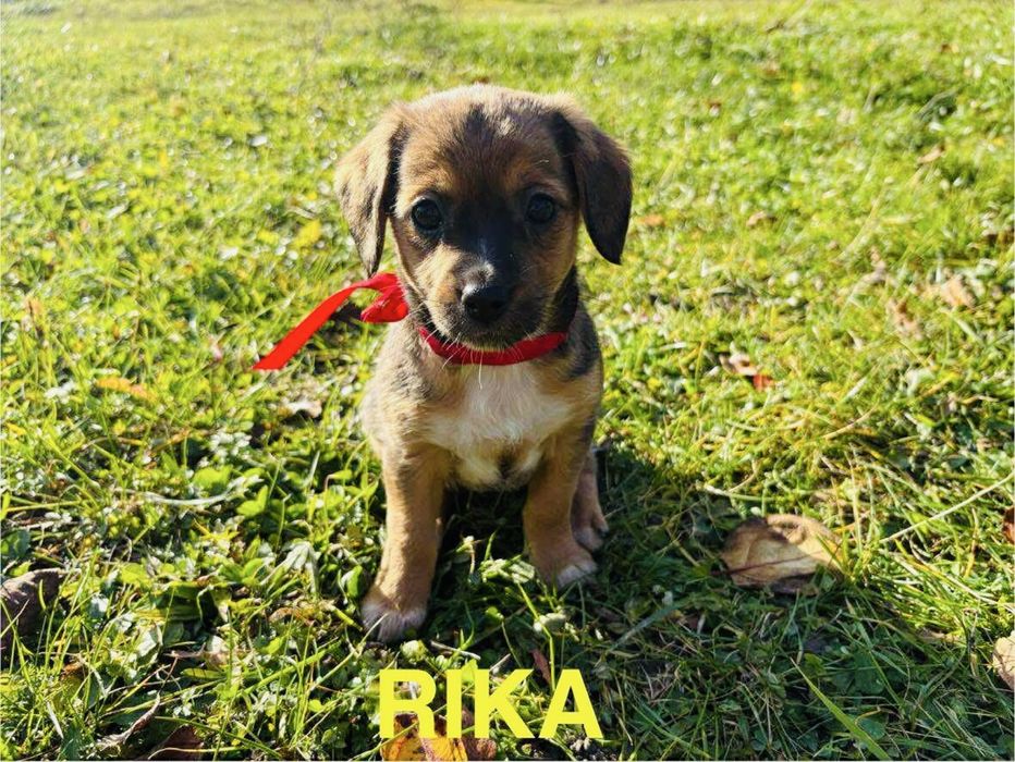 Rika  Asa Seniorita Czarna