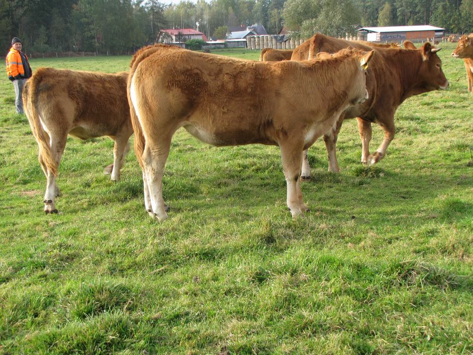 Jałówki Limousine 100-procent odsadki do dalszego chowu