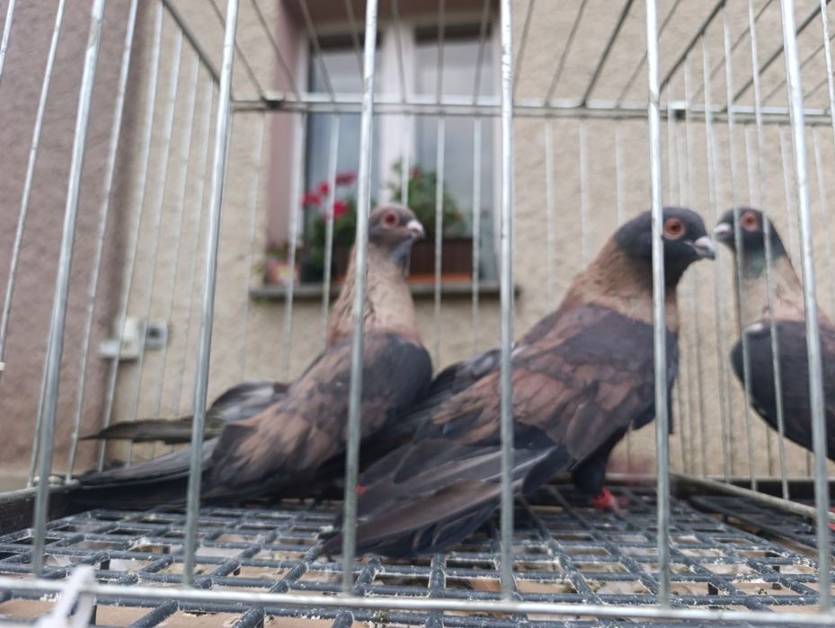 Swift, swifty, gołębie ozdobne, wysyłam