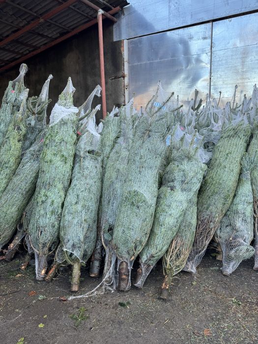 Ялиці нордман роздріб та гурт