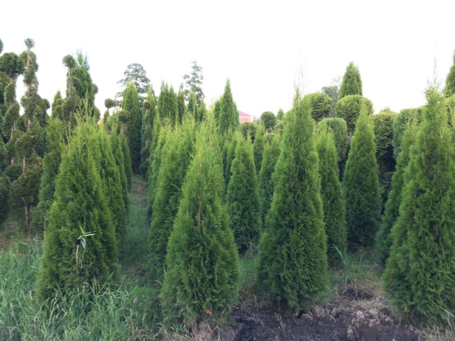 Thuja Szmaragd  200-250CM na żywopłot.
