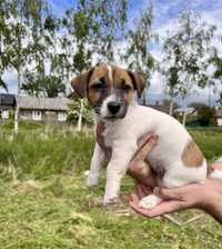 Джек Рассел тер'єр, Jack Russell terrier, документи ККУ, щенячка