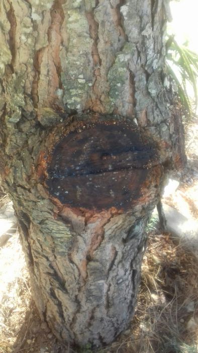 Alcatrao de pinho para árvores e plantas enxertos