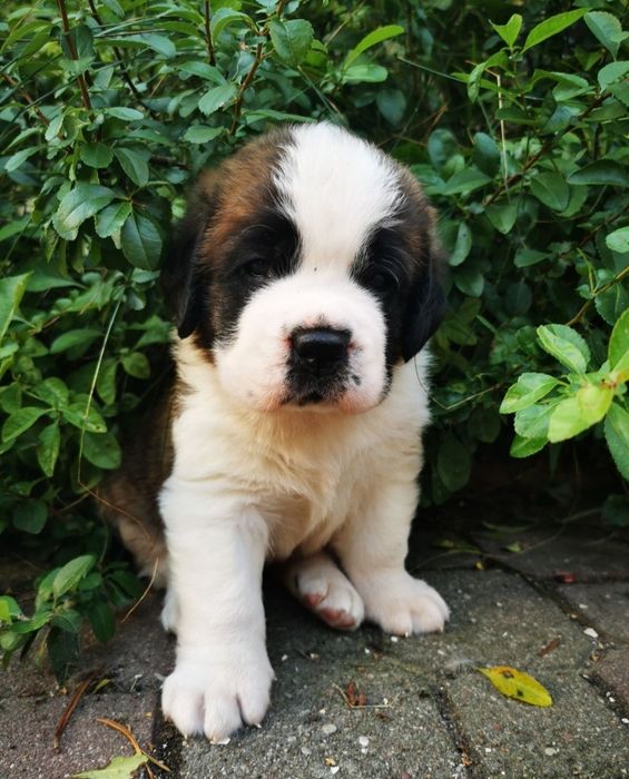 Bernardyn suczka krótkowłosa Florida CENA TYLKO NA WEEKNED