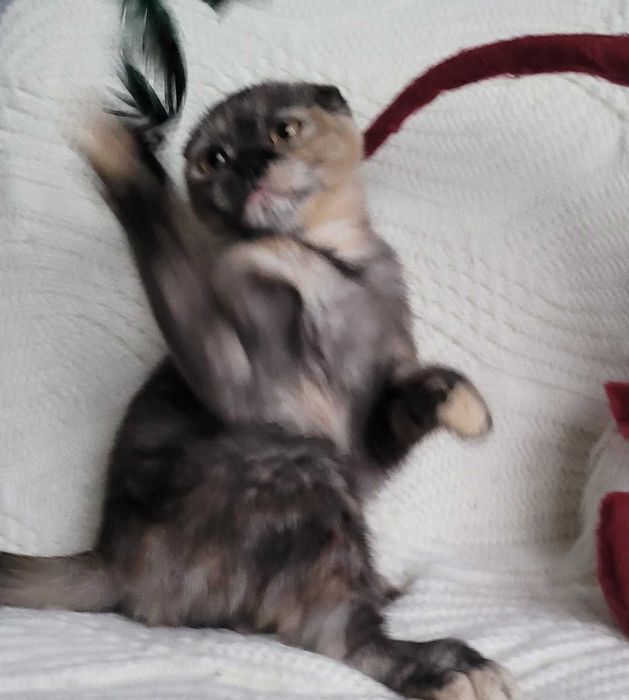 Супер милая девочка черепашка Скоттиш фолд из Киева