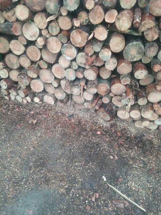Sprzedam Drzewo,drewno sosna sucha,33cm i metry