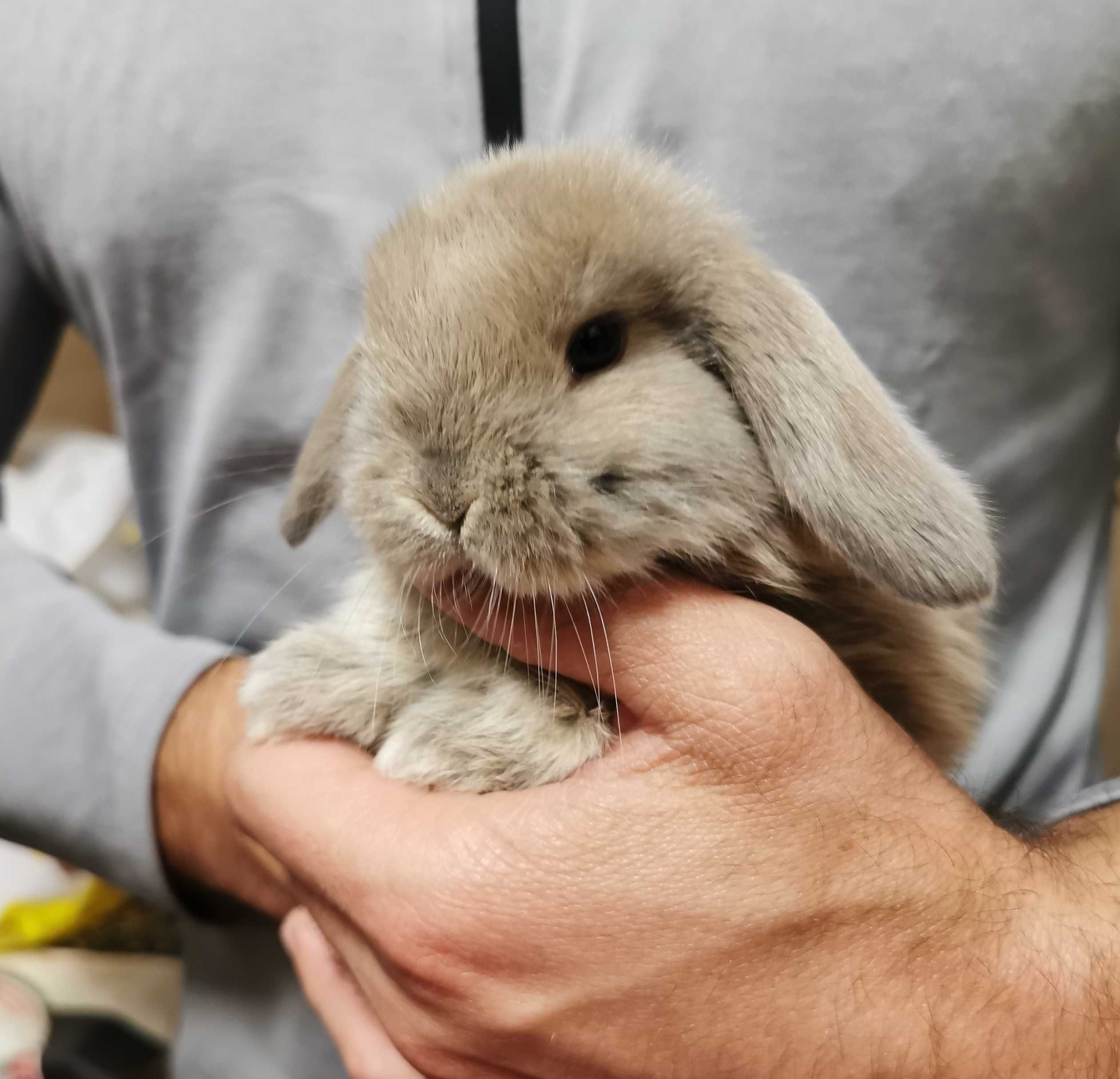 Coelhos anões orelhudos + gaiola nova + alimentação adequada