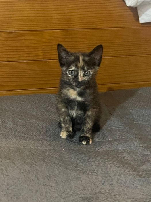 Gatinhos bebés para adoção responsável
