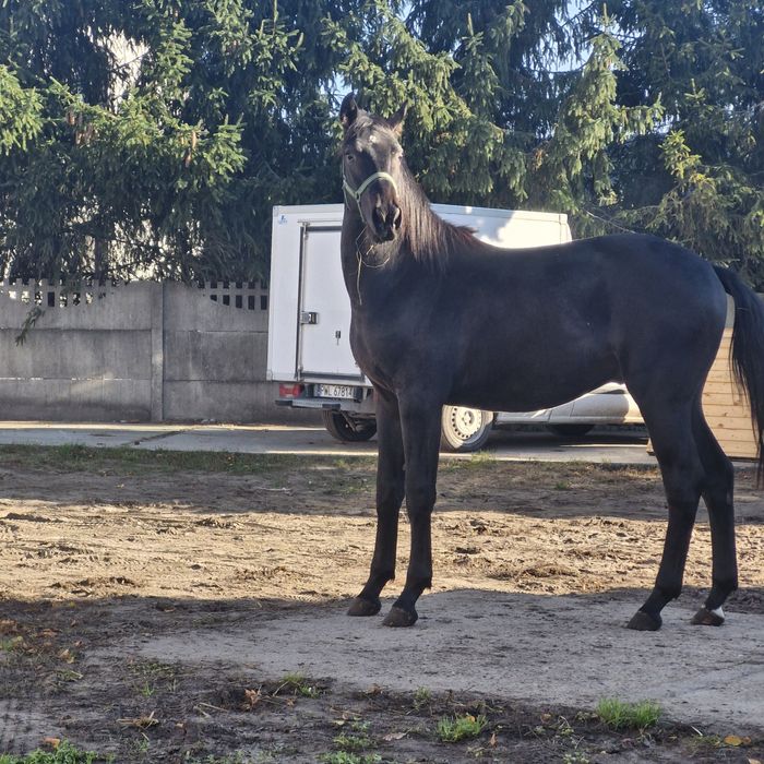 Ogierek wielkopolski