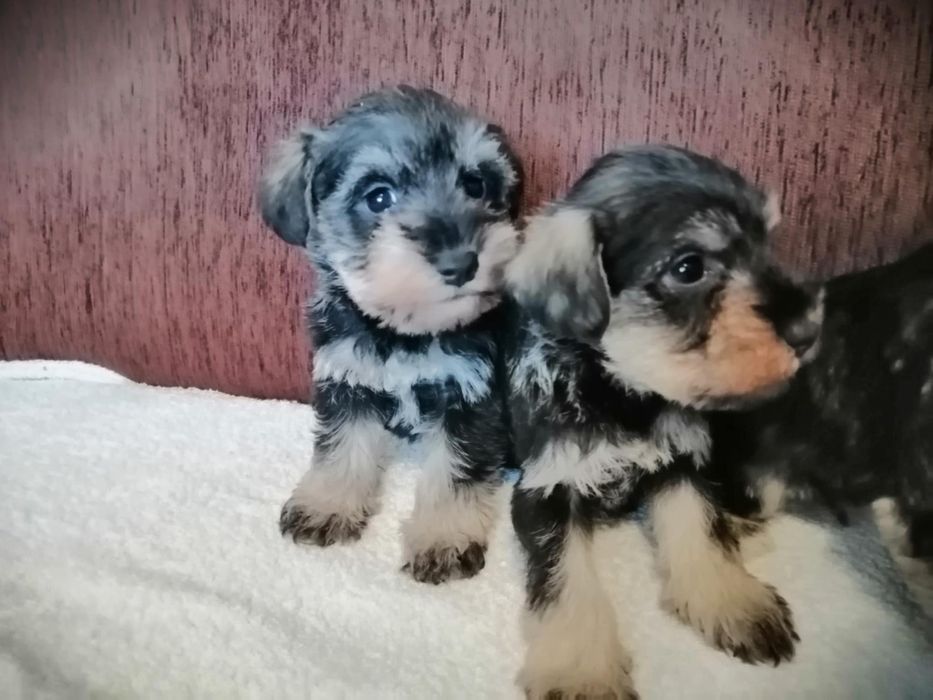 Sznaucer Miniaturowy