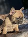 Buldog francuski - piesek
