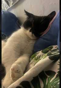 Przytulaśny kotek do adopcji
