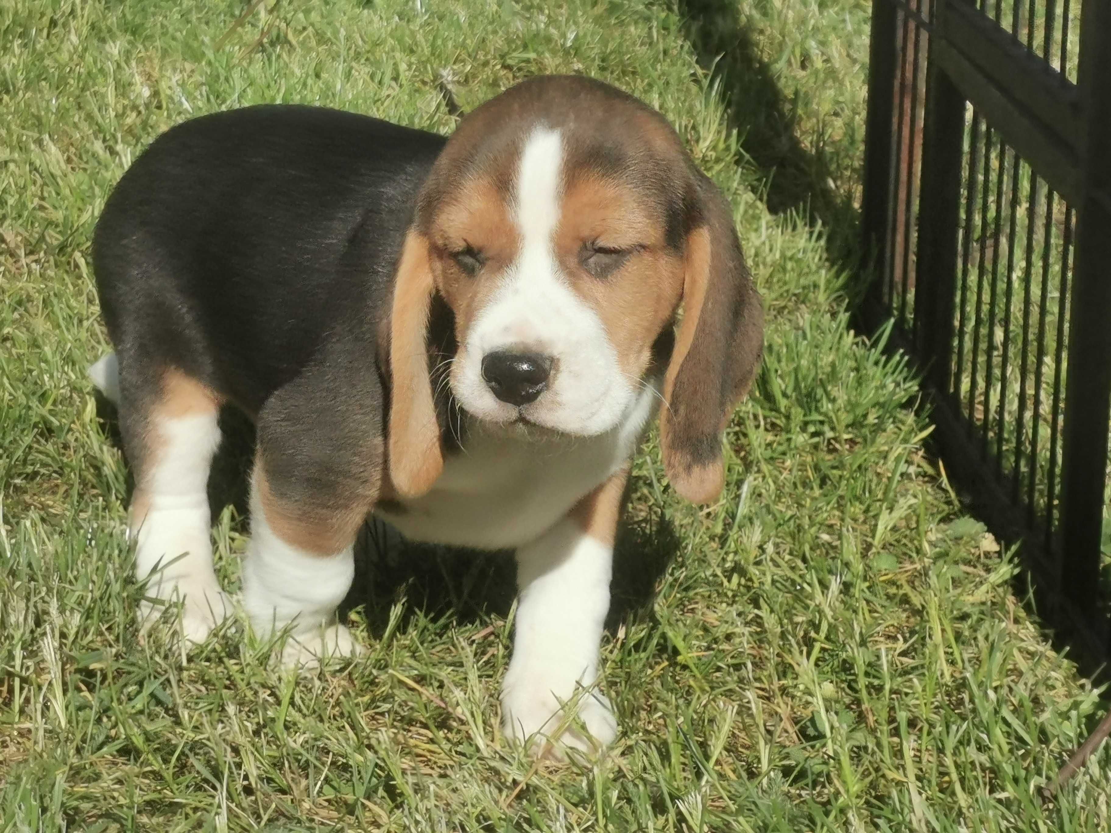 Beagle uroczy piesek