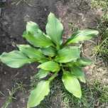 Hosta zielona nadwyżki