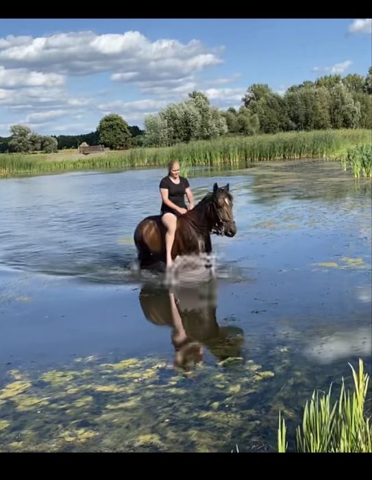 Dorita - piekna klacz w typie slazkim na sprzedaż