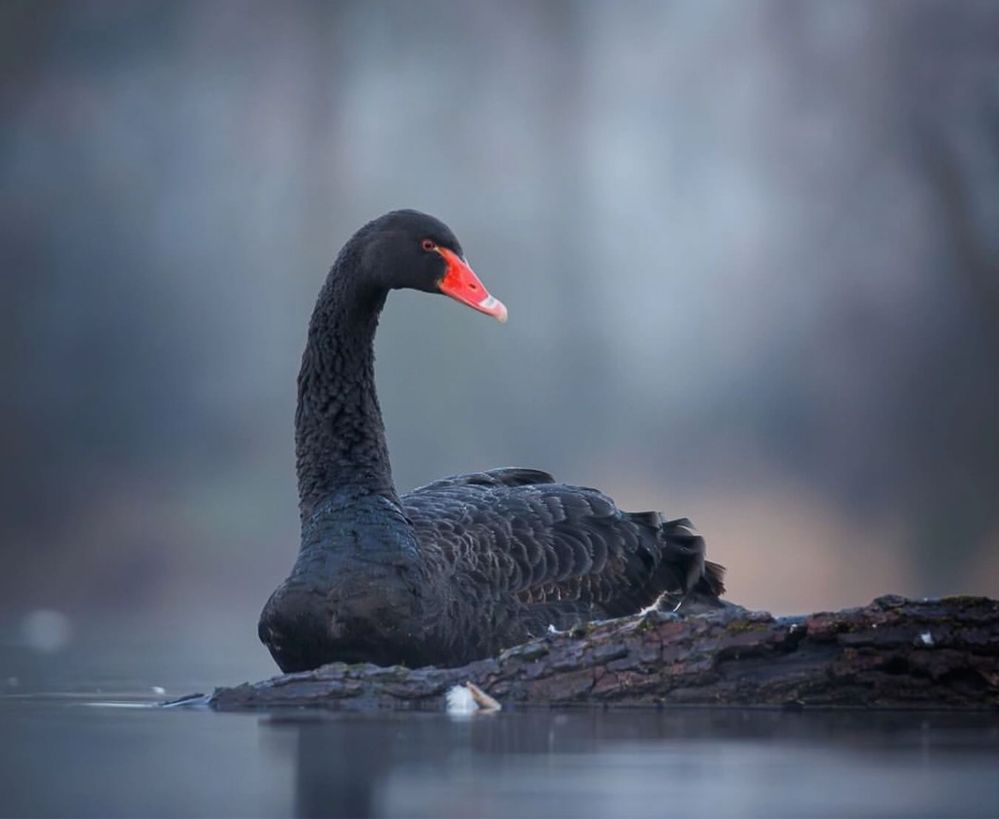 Чорний лебедь, пара чорних лебедів, black swan