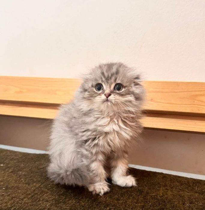 Scottish Fold  Tabby