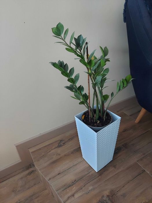 Kwiat zielony z donicą zamiokulis