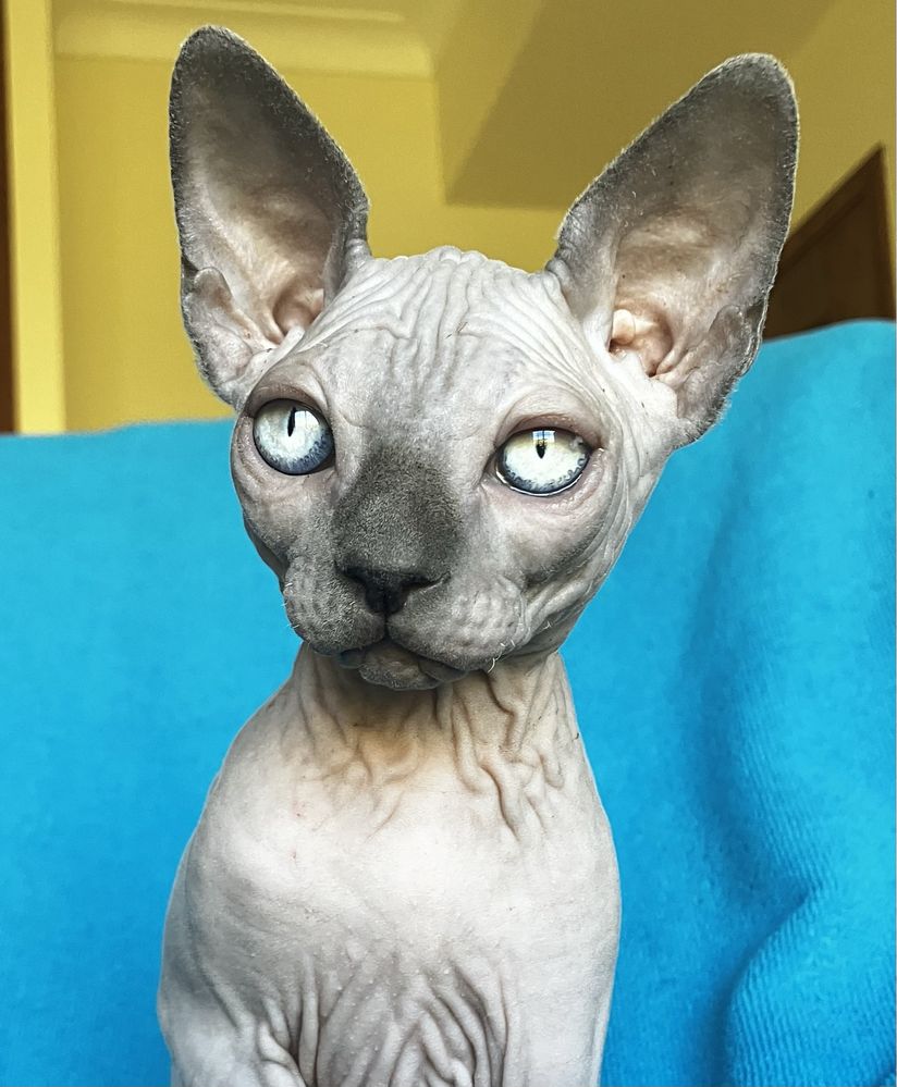 Sphynx canadiano