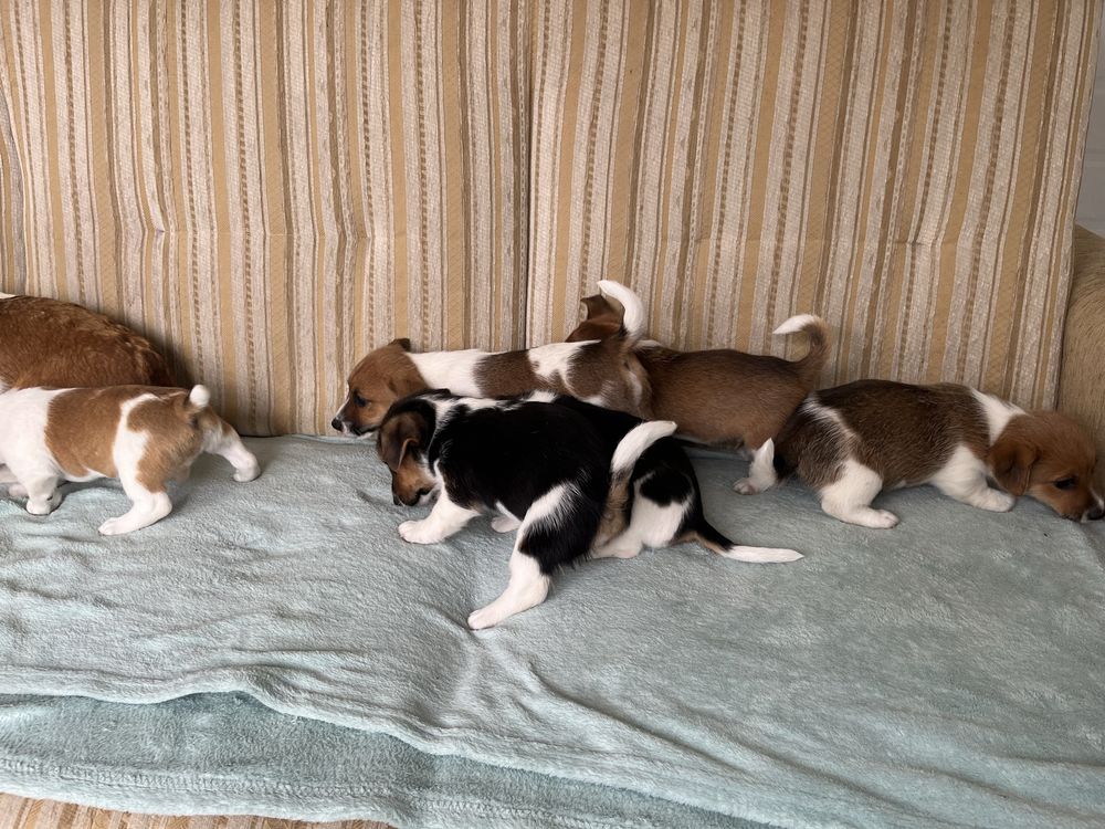 Jack Russel Terrier szczeniak z rodowodem