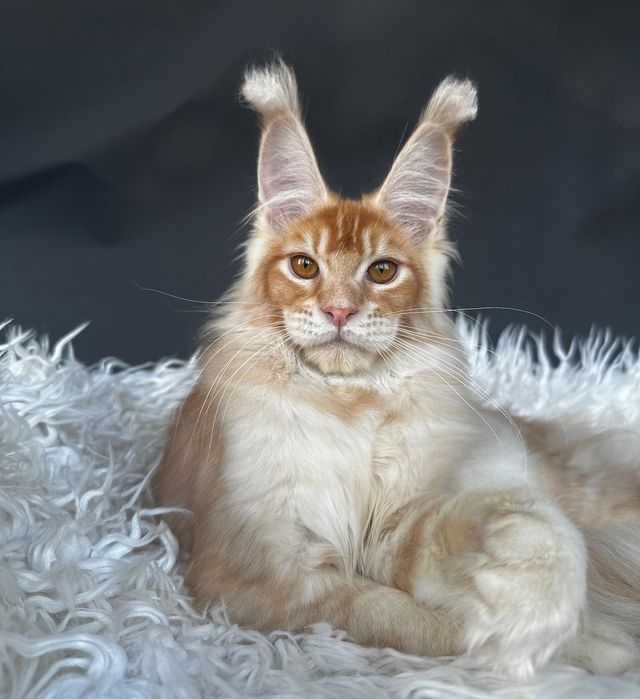 Роскошные котики Мейн-кун