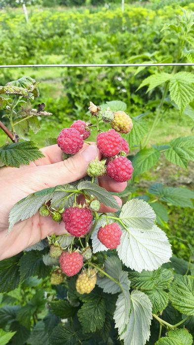 Sadzonki maliny jesiennej polana Octavia letnia