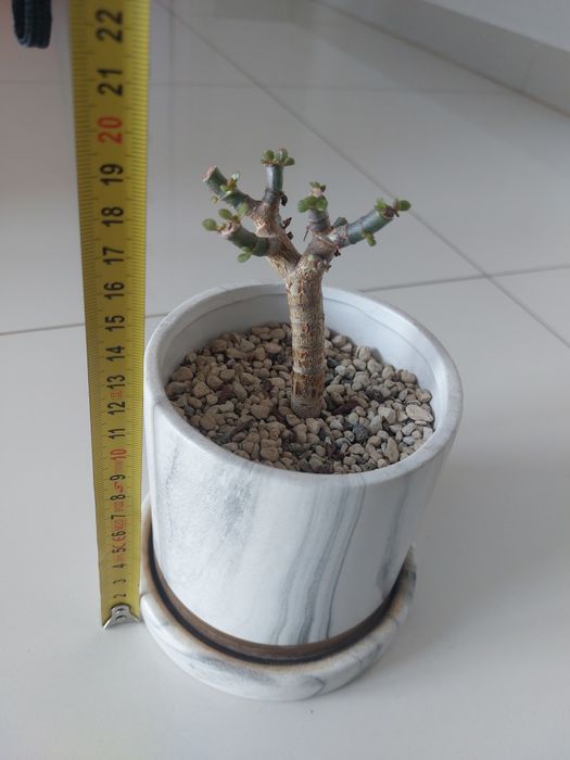 Grubosz drzewko szczęścia