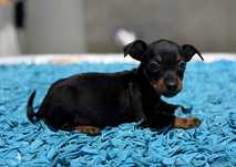 Pinscher Mini Casa do tavarsbull
