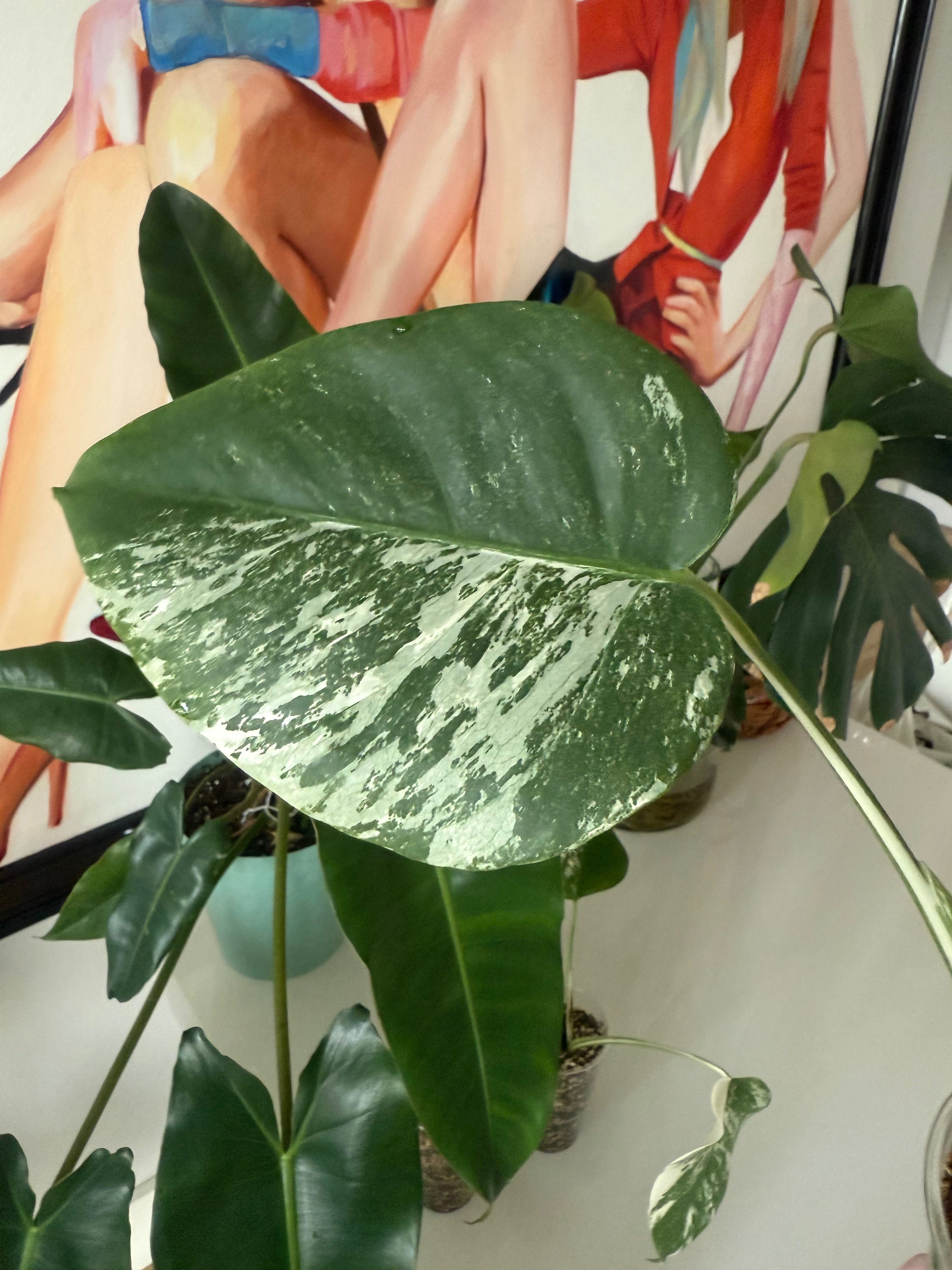 Monstera variegata- ukorzeniona sadzonka pędowa