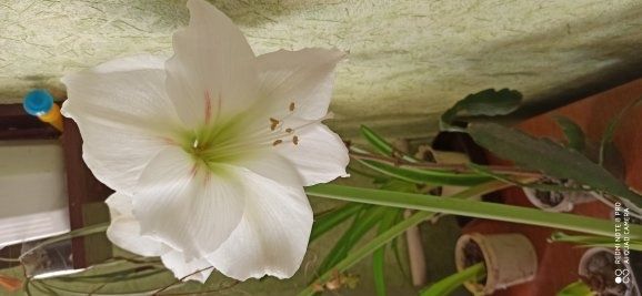 Гіпеаструм червоний та білий