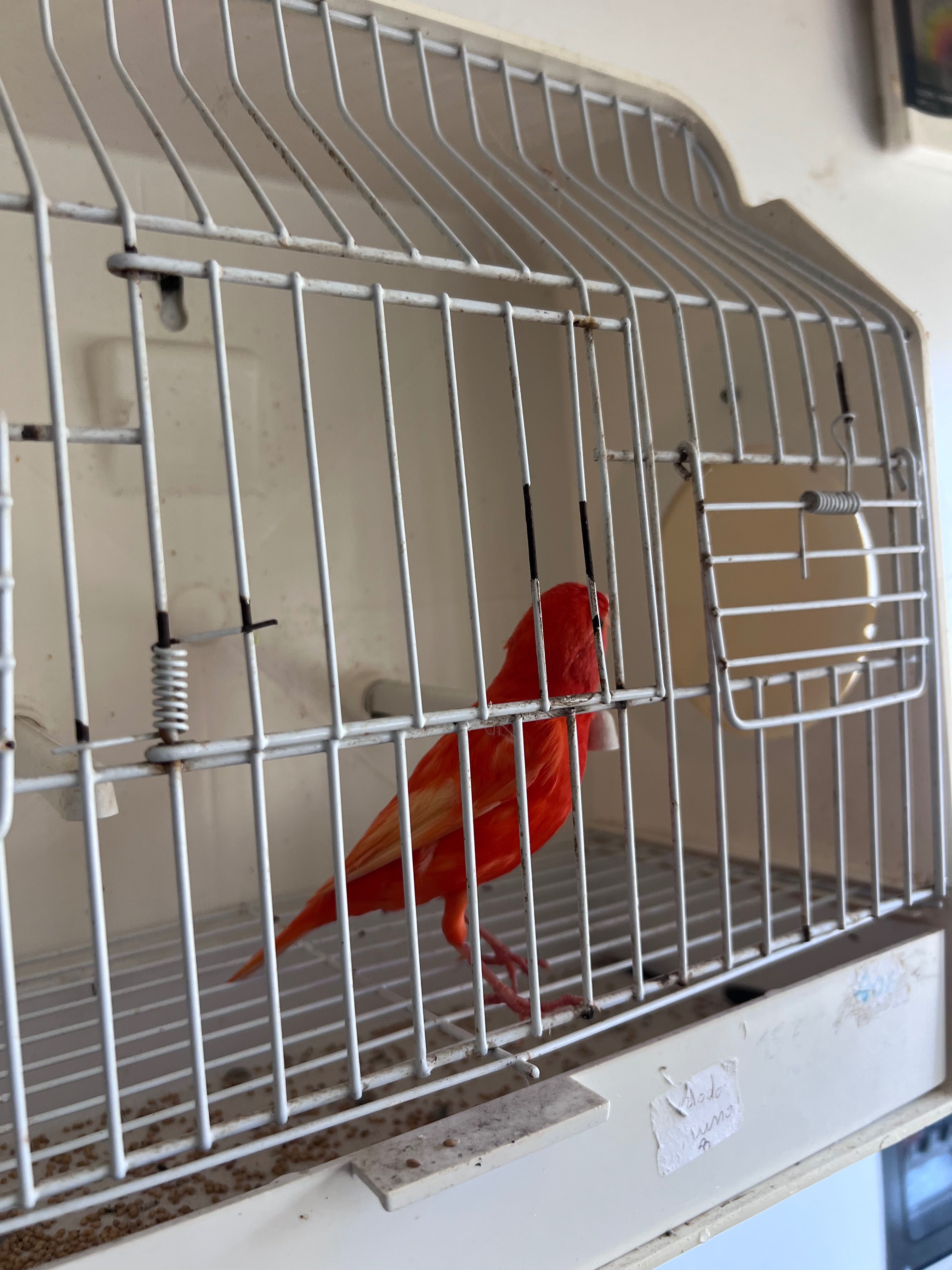 Canário Vermelho