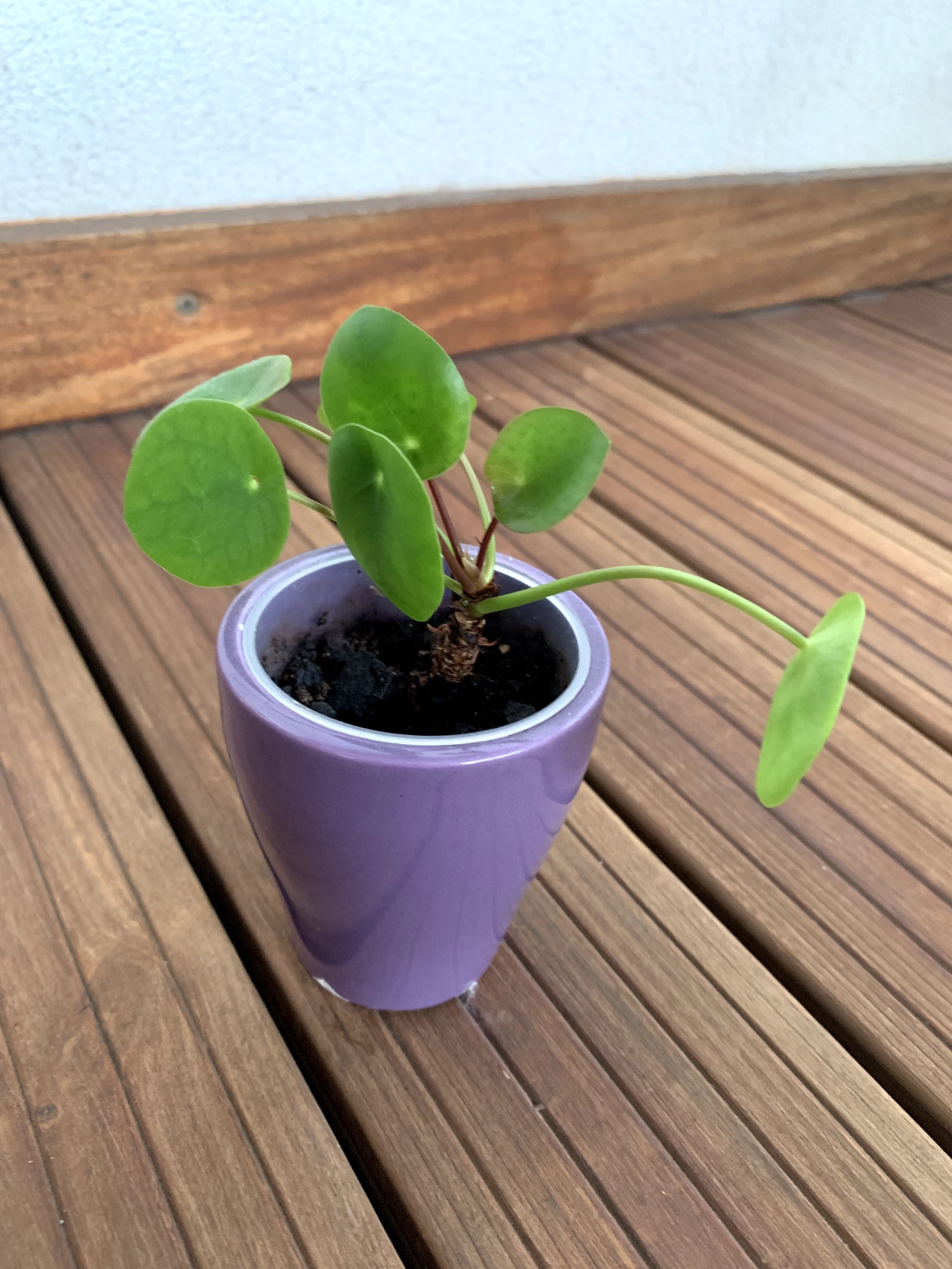 Planta Pilea Peperomioides / folhas redondas