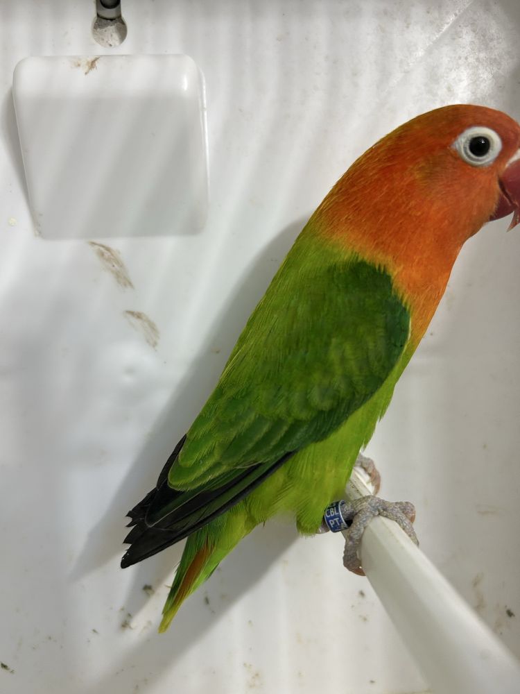 Agapornis fischers